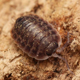 Porcellio flavomarginatus “Crete”